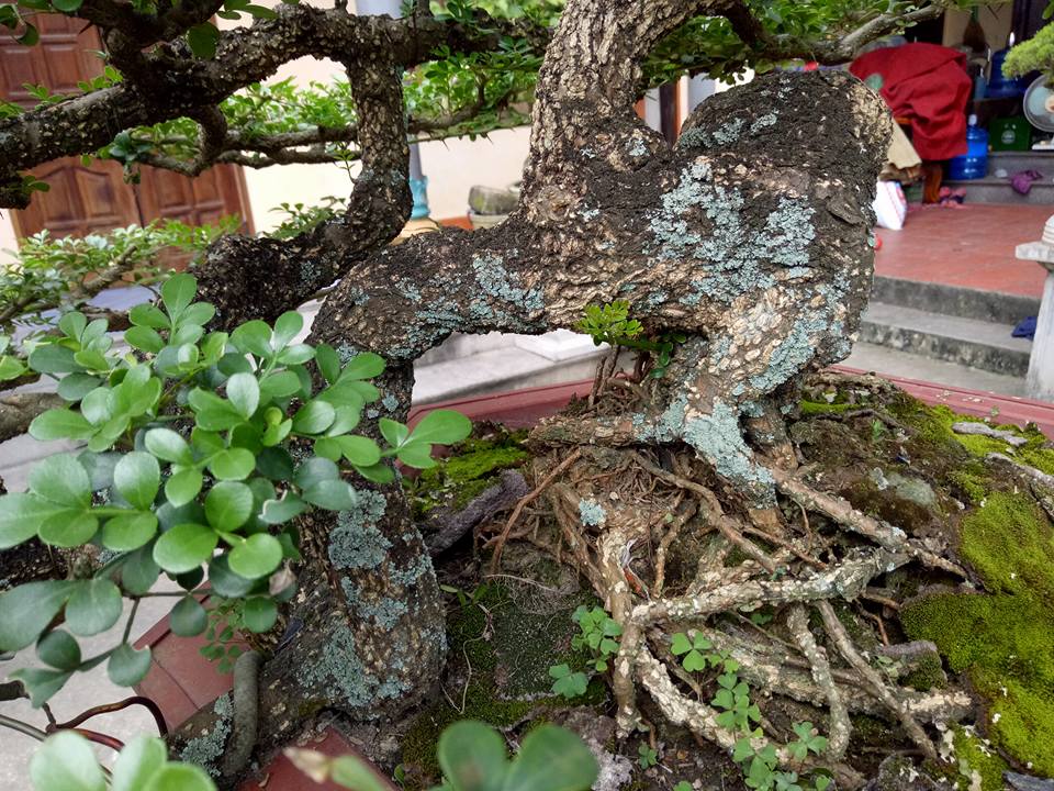 C&acirc;y[-]"cần[-]thăng&rdquo;[-]c&oacute;[-]gi&aacute;[-]ngh&igrave;n[-]đ&ocirc;?